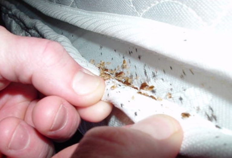 How to Tell if You Have a Pest Problem