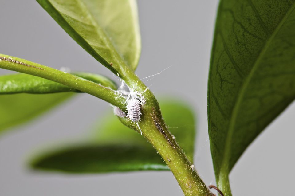 How to Tell if You Have a Pest Problem