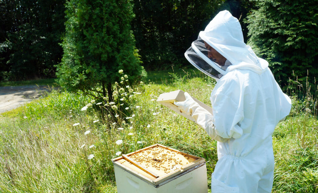 What Does an Entomologist Do