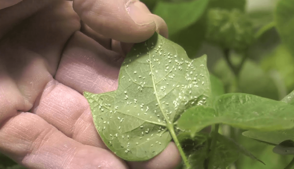 Rodent Control in Agriculture