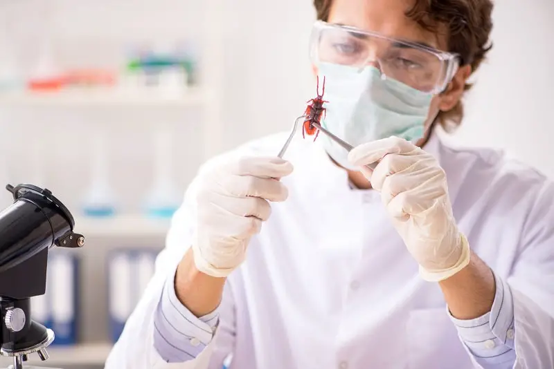What Does an Entomologist Do